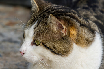 Grau gestromte Hauskatze