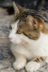 Grau gestromte Hauskatze