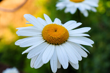 Song of Daisies