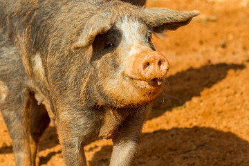 Spanisches Hausschwein