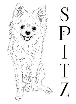 Spitz, dog. Monochrome sketch with an inscription. Pet. Fluffy breed. Stock vector image isolated on white background.