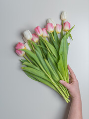 White and pink tulips are held by a female hand, plan from above. Gray background, there is a place for text..Congratulations concept, March 8