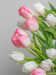 Tulips are white and pink, close-up from above. Gray background, there is a place for text