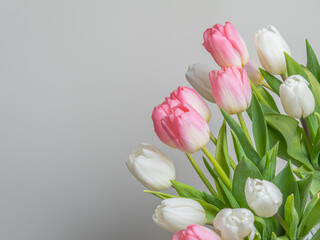 Tulips are white and pink, close-up from above. Gray background, there is a place for text
