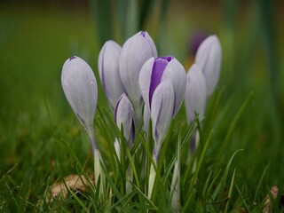 Wild crocus