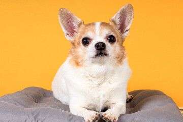 Chihuahua dog lies on a pillow on a yellow background