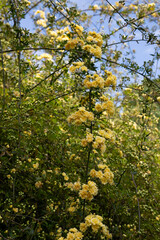Fototapeta na wymiar Lady Banks rose, just Banks rose or Rosa banksiae, small light yellow inflorescences of roses and buds, April, spring