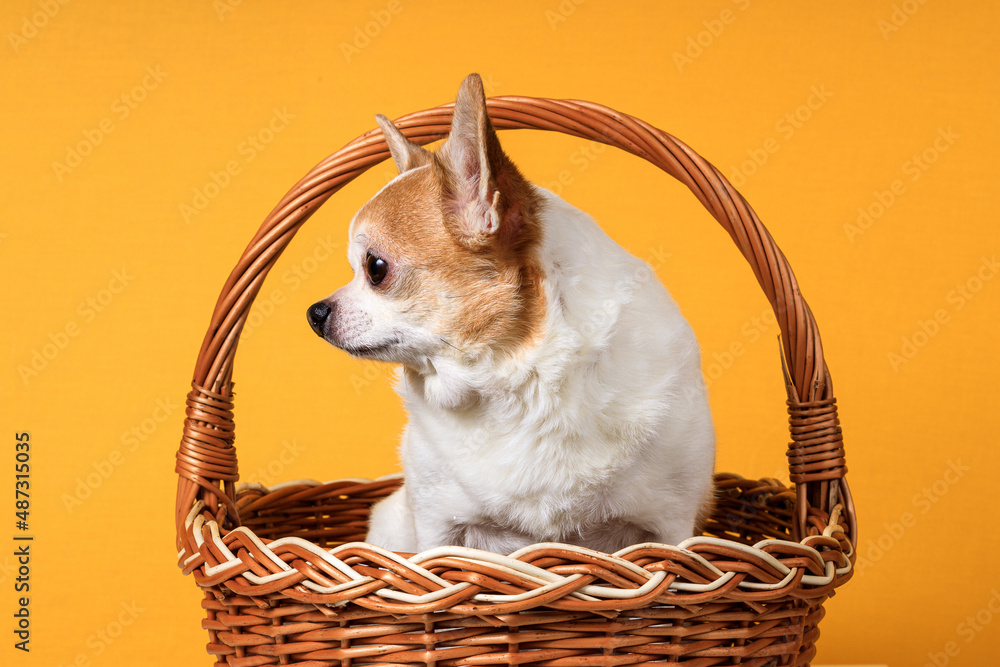 Canvas Prints a Chihuahua dog sits in a basket on a yellow background