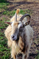 toggenburger ziege portrait