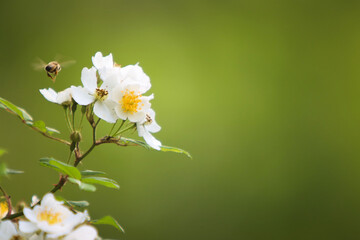 Obraz premium 아름답고 싱글러운 봄꽃의 달콤한 꽃가루를 찾아 열심히 날아다니며 꿀을 모으는 꿀벌 