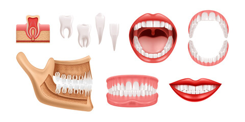 Jaws Teeth Realistic Set