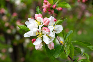 close-up branch of apple tree with pink flowers on a background of flowering trees spring time