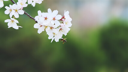 아름답고 싱글러운 봄 하얀 벚꽃의 달콤한 꿀과 꽃가루를 열심히 모으는...
