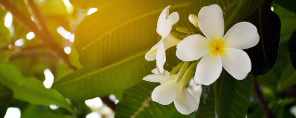 White plumeria flower with blurred natural bokeh background