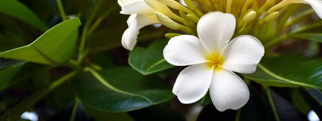 Fototapeta na wymiar White plumeria flower with blurred natural bokeh background