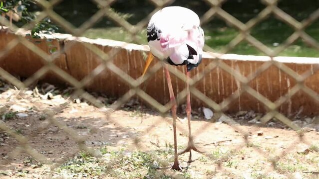 painted stork painted stork nature birds. Carries the stick in the mouth and carries it