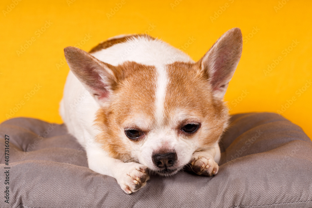 Poster Chihuahua dog lies on a pillow on a yellow background