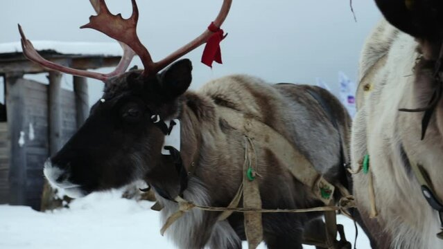 Two reindeer are harnessed to a team.