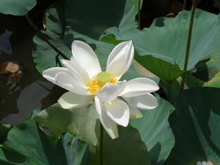 Lotus © Janika