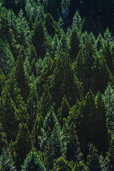 green forest texture
