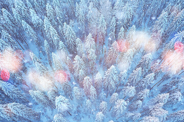 trees forest frost top view background, abstract drone view nature seasonal winter spruce