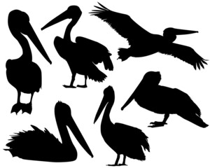 Set of silhouettes of pelican in black.
