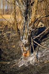plant debris left over from a vegetation fire