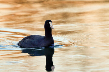 Fulica atra on a river (Fulica atra) is a migratory waterfowl in the rally family.