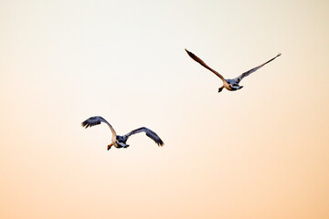 two swans flying over a river at sunset