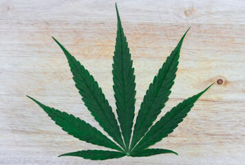 top view of cannabis leaf on wooden background. Growing medical marijuana.