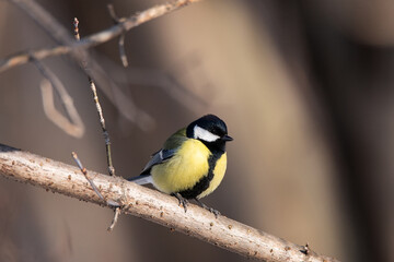 Naklejka premium Great tit close up ( Parus major )