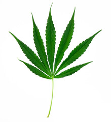 green hemp leaf on white background. Growing medical marijuana.