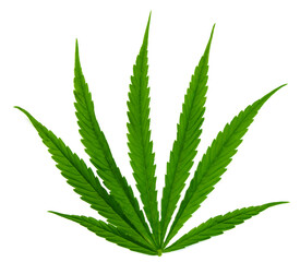 hemp leaf on white background. Growing medical marijuana.