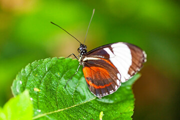 Papillon Heliconius erato sur une feuille