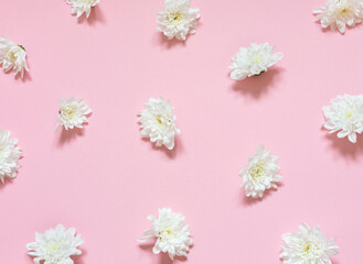 White chrysanthemum flowers seamless pattern on the pink background. Top view	