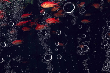 flock of fish in the sea background underwater view