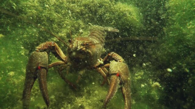 European crayfish (Astacus astacus) with green algae.