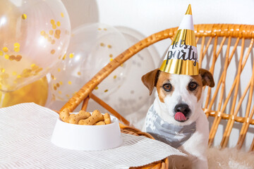 Funny dog on birthday hat at festive table with treat, licking, looking at camera. Let's party. Jack russell terrier in party hat. Birthday of pet. White and gold tones for holiday. Bone cookie cake.