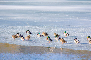 Ducks on the ice of the lake in winter.