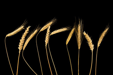 Wheat grain ears isolated on black background