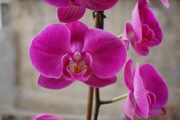 An orchid flower