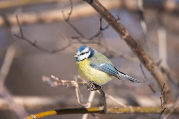 A blue tit (Cyanistes caeruleus) perched