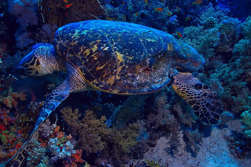 Obraz na płótnie Canvas sea turtle underwater on a coral reef