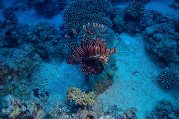 coral reef background, underwater marine life ecosystem ocean sea