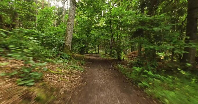 moving over path in the  forest