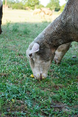 Sheep grazing on a green field