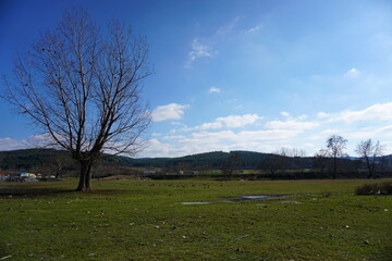 Landscape with trees and clouds