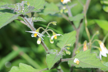 solanum physalifolium plant flower macro photo