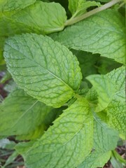 Close-up on mint leaf grown in a garden.