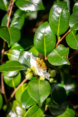 A camellia flower in bloom in February